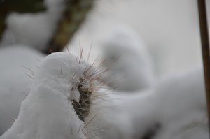 Les cactus en hiver