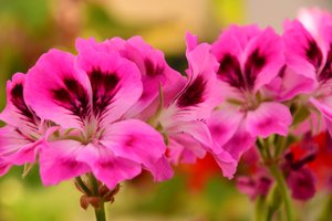 Des roses photographiées sur un fond naturel et artistique aux teintes douces.
