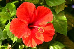Des roses photographiées sur un fond naturel et artistique aux teintes douces.