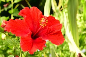Des roses photographiées sur un fond naturel et artistique aux teintes douces.