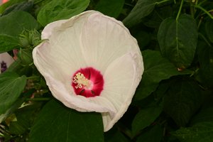 Des roses photographiées sur un fond naturel et artistique aux teintes douces.