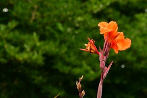 Des roses photographiées sur un fond naturel et artistique aux teintes douces.
