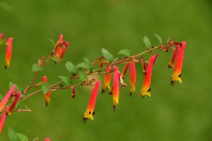 Des roses photographiées sur un fond naturel et artistique aux teintes douces.