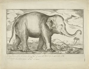 Éléphant