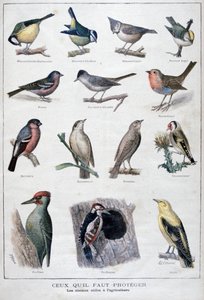 Oiseaux utiles en agriculture, 1896 - A Clement