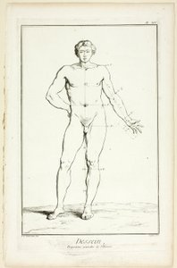 Dessin : Proportions générales de l