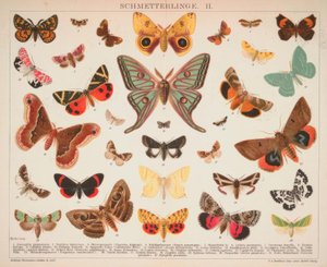 Papillons. II. - A. Reichert