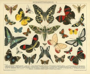 Papillons. I. - A. Reichert