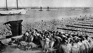 Quantités de morue séchant au soleil à Aveiro, à l