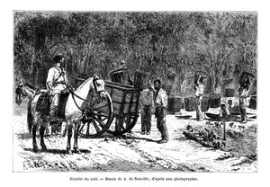 Récolte du café, Brésil, 19ème siècle
