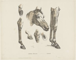 Cheval étalon