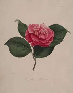 Iconographie du genre camellia: No. 171 - Abbé Laurent Berlèse