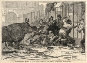 Sauvetage de la femelle rhinocéros de la glace