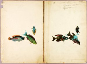 POISSONS, dossier d