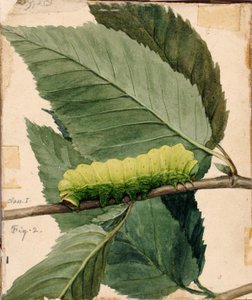 Lunar Caterpillar, étude pour le livre Concealing Coloration in the Animal Kingdom (La dissimulation de la coloration dans le règne animal)