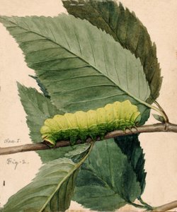 Chenille lunaire, étude pour le livre Concealing Coloration in the Animal Kingdom