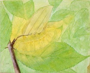 Chenille lunaire, étude pour le livre Concealing Coloration in the Animal Kingdom