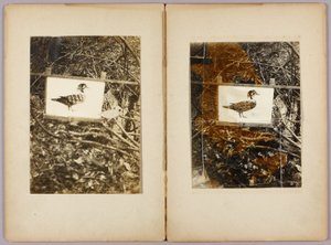 Canards au pochoir, dossier d