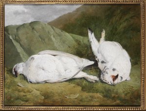 Lagopède