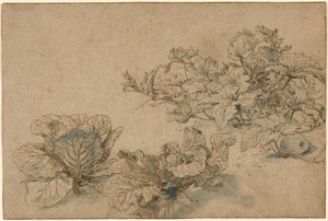 Études sur une plante à moelle et sur les choux