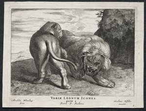 Divers lions - Abraham Blooteling