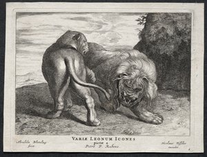 Divers lions - Abraham Blooteling