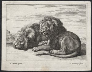 Divers lions