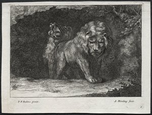 Divers lions - Abraham Blooteling
