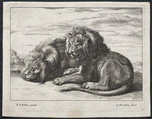 Divers lions