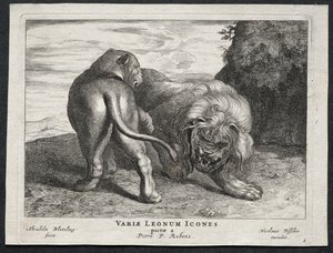 Divers lions - Abraham Blooteling