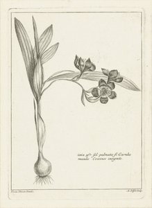 Ixia - Abraham Delfos