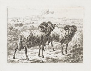 Deux béliers