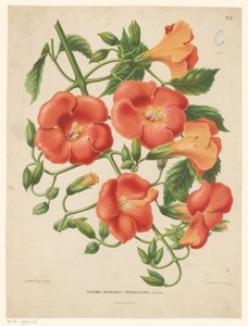 Bignonia - Abraham Jacobus Wendel