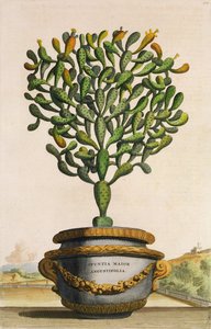 Opuntia Maior Augustifolia, de Phytographia Curiosa, publié en 1702