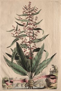 Phytographia Curiosa : Britannica Antiquorum Vera