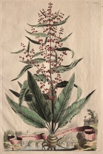 Phytographia Curiosa : Britannica Antiquorum Vera