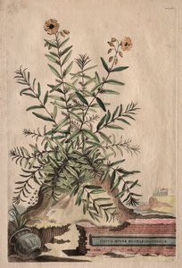 Phytographia Curiosa : Cistus Minor Rosmarini-Folius
