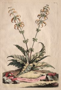 Phytographia Curiosa : Horminum Indicum Majus - Abraham Munting