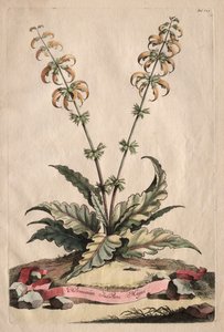 Phytographia Curiosa : Horminum Indicum Majus - Abraham Munting