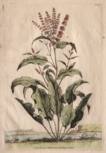Phytographia Curiosa : Lapathum Sativum Antiquorum - Abraham Munting