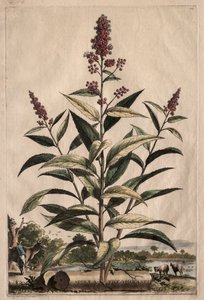Phytographia Curiosa : Spiraea Theophrasti