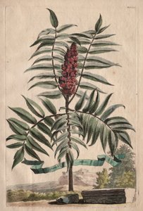 Phytographia Curiosa : Arbre de Sumach - Abraham Munting
