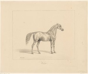 Étalon arabe - Abraham Vinkeles