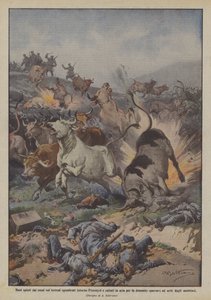 Bœufs poussés par les Russes sur les terrains dégagés autour de Przemyśl et explosés par la dynamite