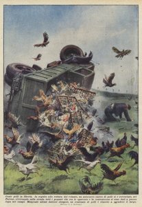 Cent poules en liberté
