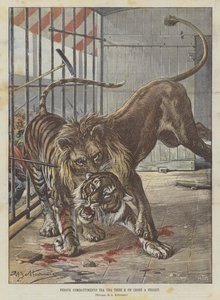 Combat féroce entre un tigre et un lion à Florence - Achille Beltrame