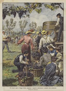 Les grèves agricoles à Reggio Emilia, propriétaires et jeunes filles remplacent les paysans pour les vendanges - Achille Beltrame