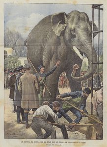 Le départ de Londres pour les États-Unis de Jingo, les démonstrations d