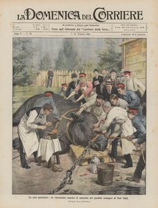 Les soins dangereux, un rhinocéros opéré de la cataracte au zoo de New York - Achille Beltrame