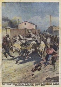 Évasion de 24 bœufs à Naples